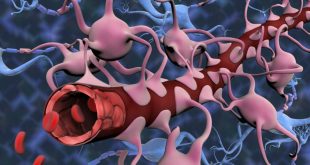 محققان برای اولین‌بار مدل مینیاتوری مغز را با سد خونی خاص آن رشد دادند