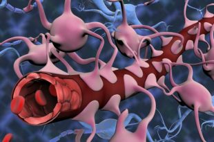 محققان برای اولین‌بار مدل مینیاتوری مغز را با سد خونی خاص آن رشد دادند