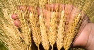 خرید از گندمکاران کشور از مرز ۴ میلیون تن گذشت