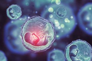 خرید و فروش آزادانه تخمک تا ۲۰ میلیون تومان!