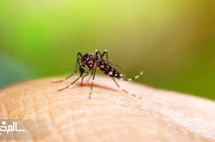 زنگ خطر برای شیوع بی سابقه تب دنگی در جهان