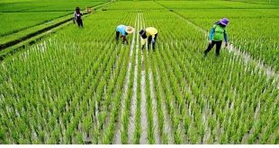 ضریب تبدیل برنج با ورود کمباین‌های تخصصی در حال افزایش است