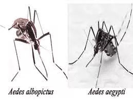 آئدس اجیپتی و آئدس آلبوپیکتوس