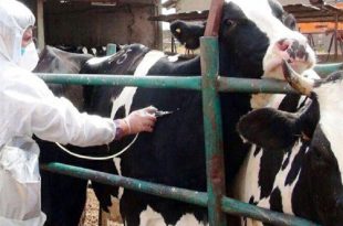 آغاز فاز سراسری واکسیناسیون برعلیه تب برفکی همزمان در ۱۷ استان کشور