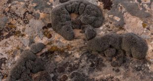 این گیاه می‌تواند در شرایط سخت مریخ زنده بماند