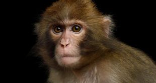 توانایی تشخیص چهره نخستی سانان