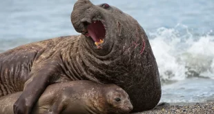 دوریخیت اندازه جنسیتی