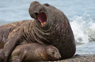 دوریخیت اندازه جنسیتی