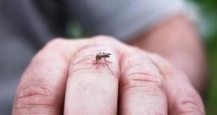 احتمال شیوع بیماری تب دنگی در شهریور و مهر ماه نگران کننده است