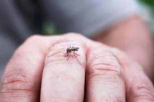 احتمال شیوع بیماری تب دنگی در شهریور و مهر ماه نگران کننده است
