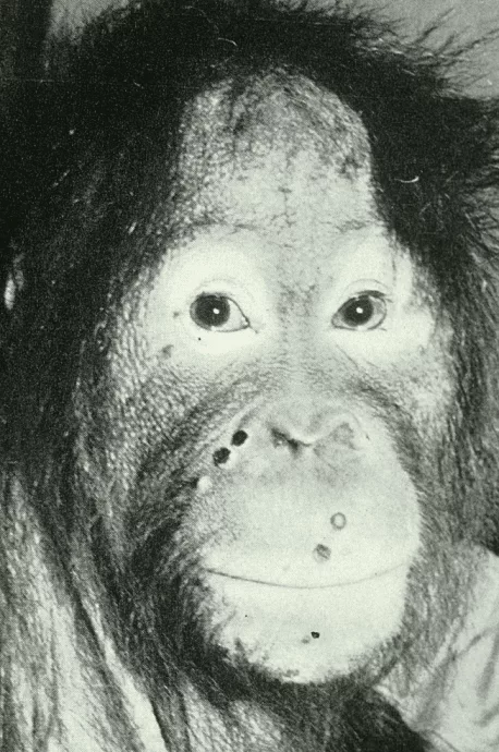 1724262320 232 آشنایی با ام‌پاکس، علائم، تشخیص و درمان در ۲۰۲۴ دیجیاتو دلچسب.webp