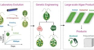 این جلبک می‌تواند دی‌اکسید‌کربن را به پلاستیک تجزیه‌پذیر تبدیل کند