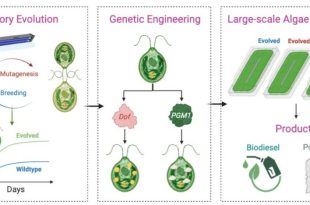 این جلبک می‌تواند دی‌اکسید‌کربن را به پلاستیک تجزیه‌پذیر تبدیل کند