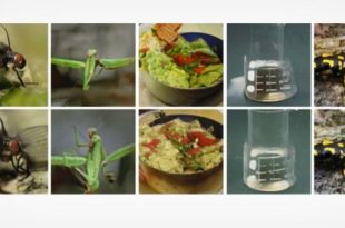 این هوش مصنوعی تصاویر موجود در ذهن شما را بازسازی می‌کند