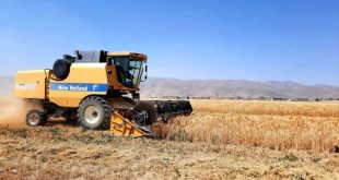 خرید تضمینی گندم کشور از مرز ۱۱ میلیون و ۳۰۰ هزارتن گذشت