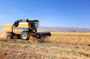 خرید تضمینی گندم کشور از مرز ۱۱ میلیون و ۳۰۰ هزارتن گذشت