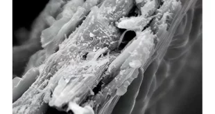 نوعی چوب جدید که می‌تواند در جذب کربن بسیار کارآمد باشد