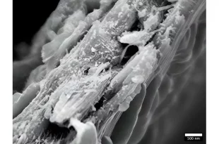 نوعی چوب جدید که می‌تواند در جذب کربن بسیار کارآمد باشد