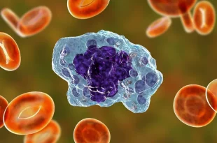 سلول ماکروفاژ