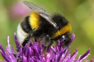 گرما توانایی زنبورهای عسل در تشخیص عطر گل‌ها را تا 80 درصد کاهش دهد.