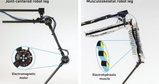 ساخت اولین پای رباتیک با «ماهیچه‌های مصنوعی» + ویدیو