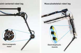 ساخت اولین پای رباتیک با «ماهیچه‌های مصنوعی» + ویدیو