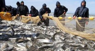 ارزش صادرات محصولات شیلاتی در ۵ ماهه اول سال به ۱۸۷ میلیون دلار رسید