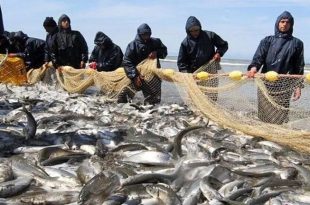 ارزش صادرات محصولات شیلاتی در ۵ ماهه اول سال به ۱۸۷ میلیون دلار رسید