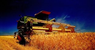 واریز 40 هزار میلیارد تومان از مانده مطالبات گندمکاران با عاملیت بانک کشاورزی