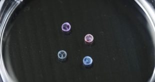 این ربات‌های حمل دارو تنها به‌اندازه یک دانه برنج هستند.