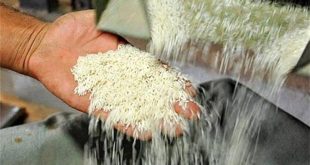 وزارت جهاد کشاورزی قیمت برنج و زمان واردات آن را اعلام کرد