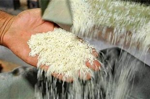 وزارت جهاد کشاورزی قیمت برنج و زمان واردات آن را اعلام کرد