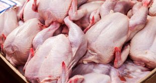 عرضه گوشت مرغ در مهر ماه افزایش ۷ درصدی داشته است