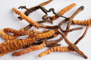 قارچ کرم ابریشم یک ماده خوراکی و دارویی محبوب در برخی کشورهای آسیایی است.