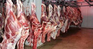 نقش اردبیل در تامین امنیت غذایی کشور با تولید سالانه بیش از ۲۸ هزار تن گوشت قرمز