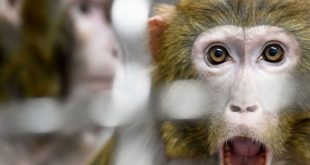 میمون‌های فراری