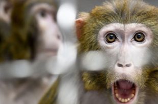 میمون‌های فراری