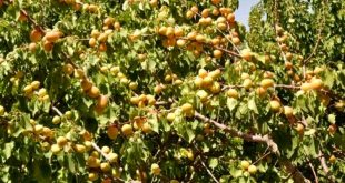 پنج درصد از کل محموله پسته صادراتی ایران به اتحادیه اروپا می‌رود