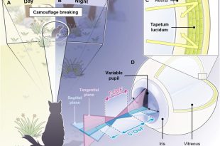 طراحی سیستم بینایی با الهام از چشم گربه‌ها