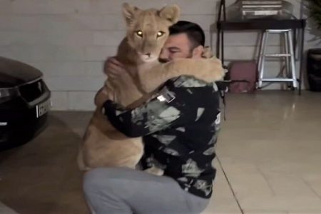 تشکیل پرونده قضایی برای «ورزشکاری» که توله شیر نگهداری می‌کرد