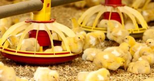 شهرستان بیضا دومین تامین کننده مرغ استان فارس