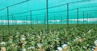 نهضت گلخانه‌ای در استان تهران ادامه دارد/ احداث 211 هکتار گلخانه جدید در سطح استان