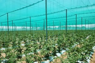 نهضت گلخانه‌ای در استان تهران ادامه دارد/ احداث 211 هکتار گلخانه جدید در سطح استان