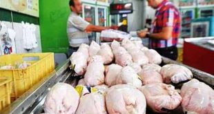 وزیر جهاد کشاورزی بازار مرغ را باثبات ارزیابی کرد