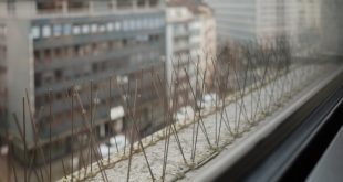 شاخک پرنده پران راهکاری مؤثر برای حفظ نمای ساختمان