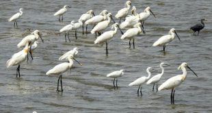 آغاز سرشماری زمستانه پرندگان/ اقامت ۷۲ درصد پرندگان مهاجر در خوزستان