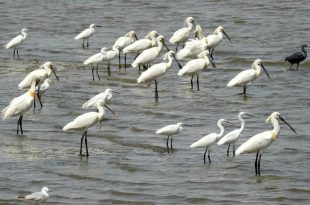 آغاز سرشماری زمستانه پرندگان/ اقامت ۷۲ درصد پرندگان مهاجر در خوزستان