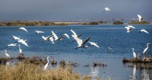 آغاز سرشماری پرندگان مهاجر آبزی و کنار آبزی استان اردبیل