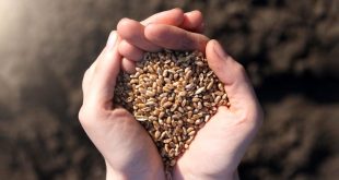 امنیت غذایی گره‌خورده به امنیت ملی است