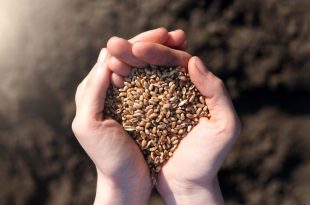 امنیت غذایی گره‌خورده به امنیت ملی است